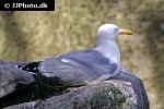 larus argentatus european herring gull larus argentatus european herring gull