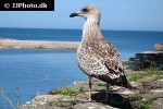 larus argentatus european herring gull larus argentatus european herring gull