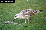 larus argentatus european herring gull larus argentatus european herring gull