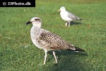 larus argentatus european herring gull larus argentatus european herring gull