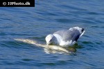larus argentatus european herring gull larus argentatus european herring gull