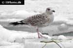 larus argentatus european herring gull larus argentatus european herring gull