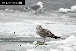 larus argentatus european herring gull larus argentatus european herring gull