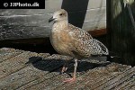 larus argentatus european herring gull larus argentatus european herring gull
