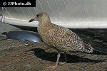 larus argentatus european herring gull larus argentatus european herring gull