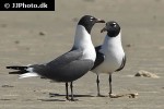 larus atricilla laughing gull larus atricilla laughing gull