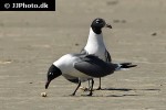 larus atricilla laughing gull larus atricilla laughing gull