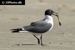 larus atricilla laughing gull larus atricilla laughing gull