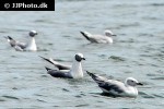 larus cirrocephalus grey headed gull larus cirrocephalus grey headed gull