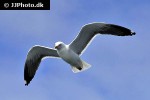larus marinus great black backed gull larus marinus great black backed gull