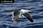 larus marinus great black backed gull larus marinus great black backed gull