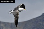 larus marinus great black backed gull larus marinus great black backed gull