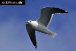 larus marinus great black backed gull larus marinus great black backed gull