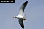 larus marinus great black backed gull larus marinus great black backed gull