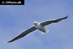 larus marinus great black backed gull larus marinus great black backed gull