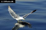 larus michahellis yellow legged gull larus michahellis yellow legged gull