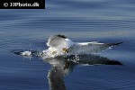 larus michahellis yellow legged gull larus michahellis yellow legged gull