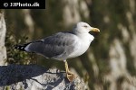 larus michahellis yellow legged gull larus michahellis yellow legged gull