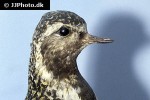 pluvialis squatarola grey plover pluvialis squatarola grey plover