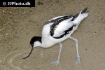 recurvirostra avosetta pied avocet recurvirostra avosetta pied avocet