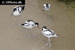 recurvirostra avosetta pied avocet recurvirostra avosetta pied avocet