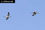 recurvirostra avosetta pied avocet recurvirostra avosetta pied avocet