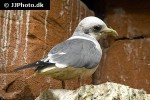 rissa brevirostris red legged kittiwake rissa brevirostris red legged kittiwake
