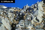 rissa tridactyla black legged kittiwake rissa tridactyla black legged kittiwake
