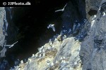 rissa tridactyla black legged kittiwake rissa tridactyla black legged kittiwake