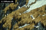 rissa tridactyla black legged kittiwake rissa tridactyla black legged kittiwake