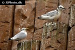 rissa tridactyla black legged kittiwake rissa tridactyla black legged kittiwake