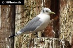 rissa tridactyla black legged kittiwake rissa tridactyla black legged kittiwake