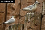 rissa tridactyla black legged kittiwake rissa tridactyla black legged kittiwake
