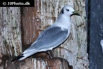 rissa tridactyla black legged kittiwake rissa tridactyla black legged kittiwake