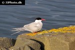 sterna paradisaea arctic tern sterna paradisaea arctic tern