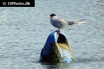 sterna sandvicensis sandwich tern sterna sandvicensis sandwich tern