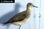 tringa totanus common redshank tringa totanus common redshank
