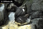 uria aalge common murre uria aalge common murre