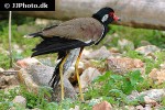 vanellus indicus red wattled lapwing vanellus indicus red wattled lapwing