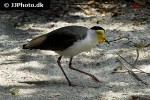 vanellus miles novaehollandiae masked lapwing vanellus miles novaehollandiae masked lapwing