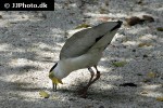 vanellus miles novaehollandiae masked lapwing vanellus miles novaehollandiae masked lapwing