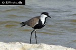 vanellus spinosus spur winged lapwing vanellus spinosus spur winged lapwing