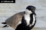 vanellus spinosus spur winged lapwing vanellus spinosus spur winged lapwing