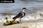vanellus spinosus spur winged lapwing vanellus spinosus spur winged lapwing