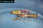alpheus cyanoteles pistol snapping shrimp alpheus cyanoteles pistol snapping shrimp