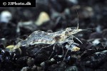 arachnochium kulsiense pearl shrimp arachnochium kulsiense pearl shrimp