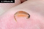 artemia salina brine shrimp artemia salina brine shrimp