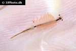 artemia salina brine shrimp artemia salina brine shrimp