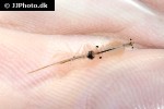 artemia salina brine shrimp artemia salina brine shrimp