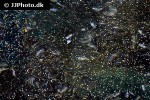 artemia salina brine shrimp artemia salina brine shrimp